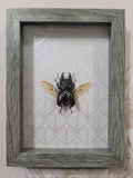 Stag Beetle with Swarovski Crystals