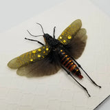 Colorful Grasshopper with Swarovski Crystals