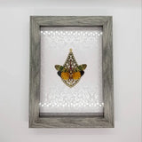 Green and Yellow Lanternfly with Swarovski Crystals