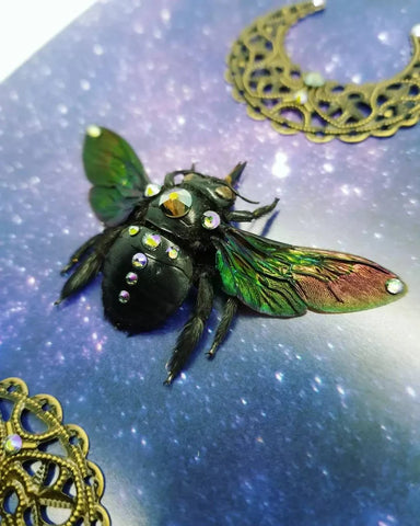 Black Tropical Carpenter Bee with Swarovski Crystals